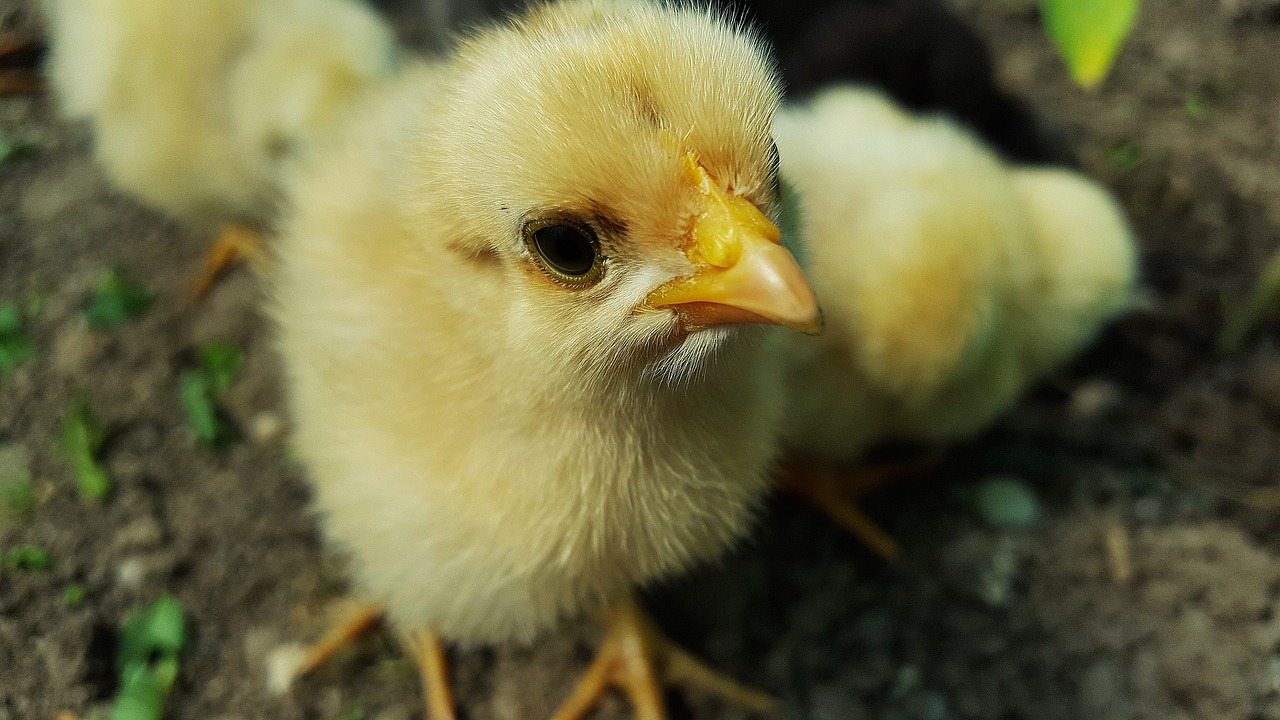 Frühstücksei Woche 22: Tierschutz