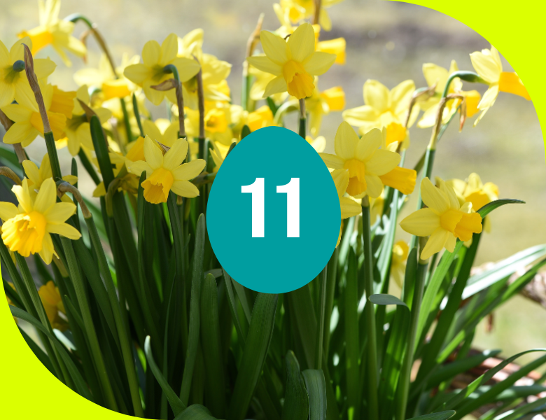 Frühstücksei #11: Frühlingsanfang