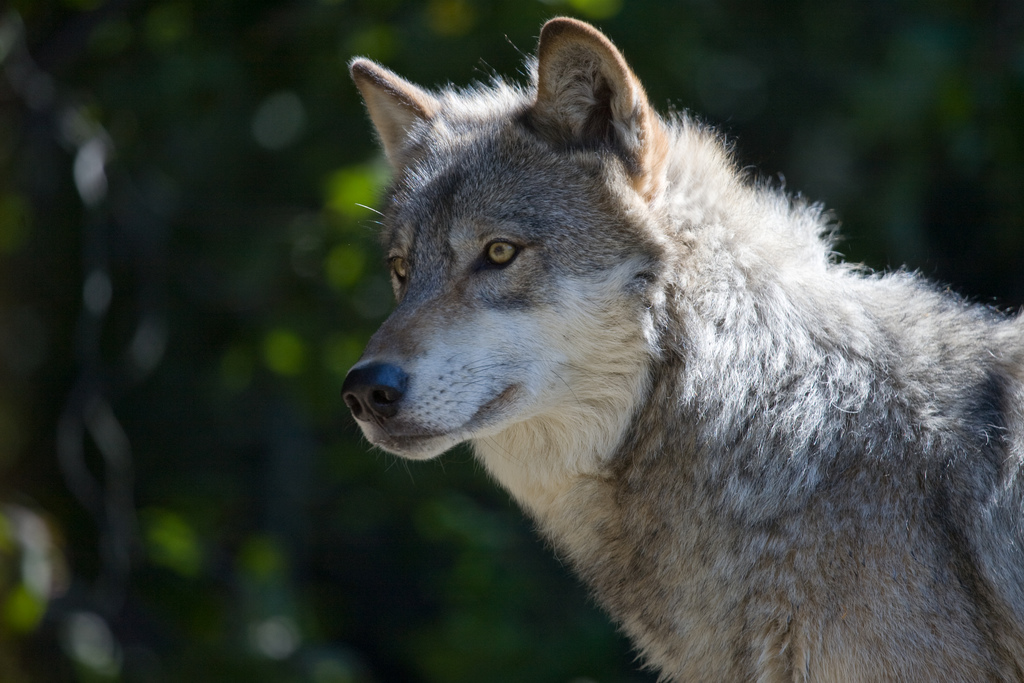 Frühstücksei Woche 11: Der Wolf in Deutschland