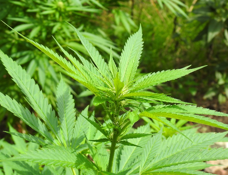 Duitsland legaliseert gebruik van cannabis