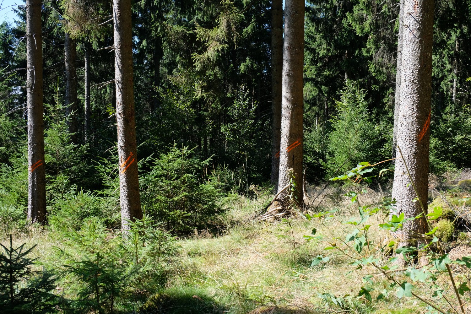 Markeringen op de bomen die moeten worden gekapt. Foto: DIA