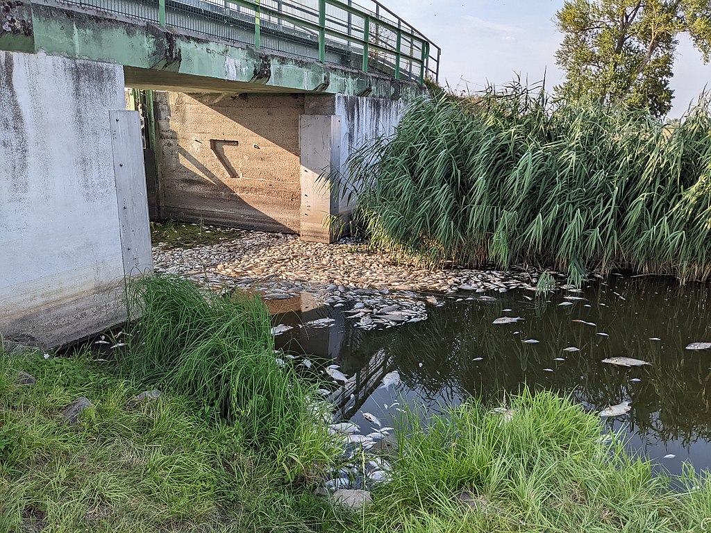 Milieuramp in Oder: groot deel vissen dood