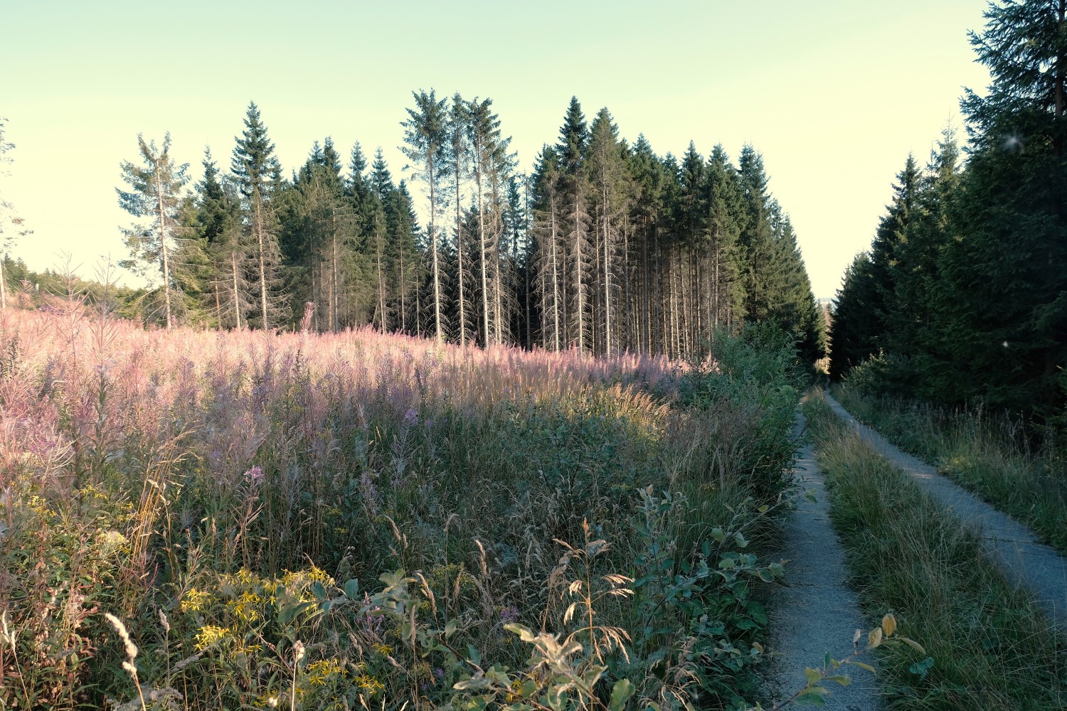 Harzer Grenzweg met bloeiende wilgenroosjes. Foto: Lynn Stroo/Duitslandweb