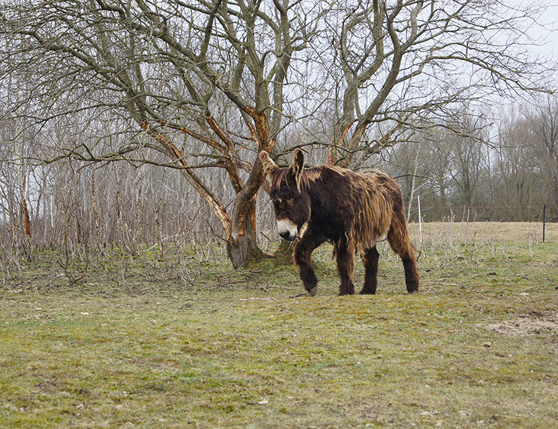Poitou-ezel in Arche Warder. Afb.: LisaIwon ArcheWarder