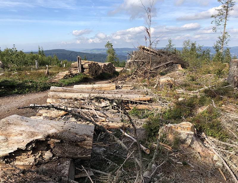 Gekapte bomen op de Feldberg in het Schwarzwald. Afb.: Lynn Stroo