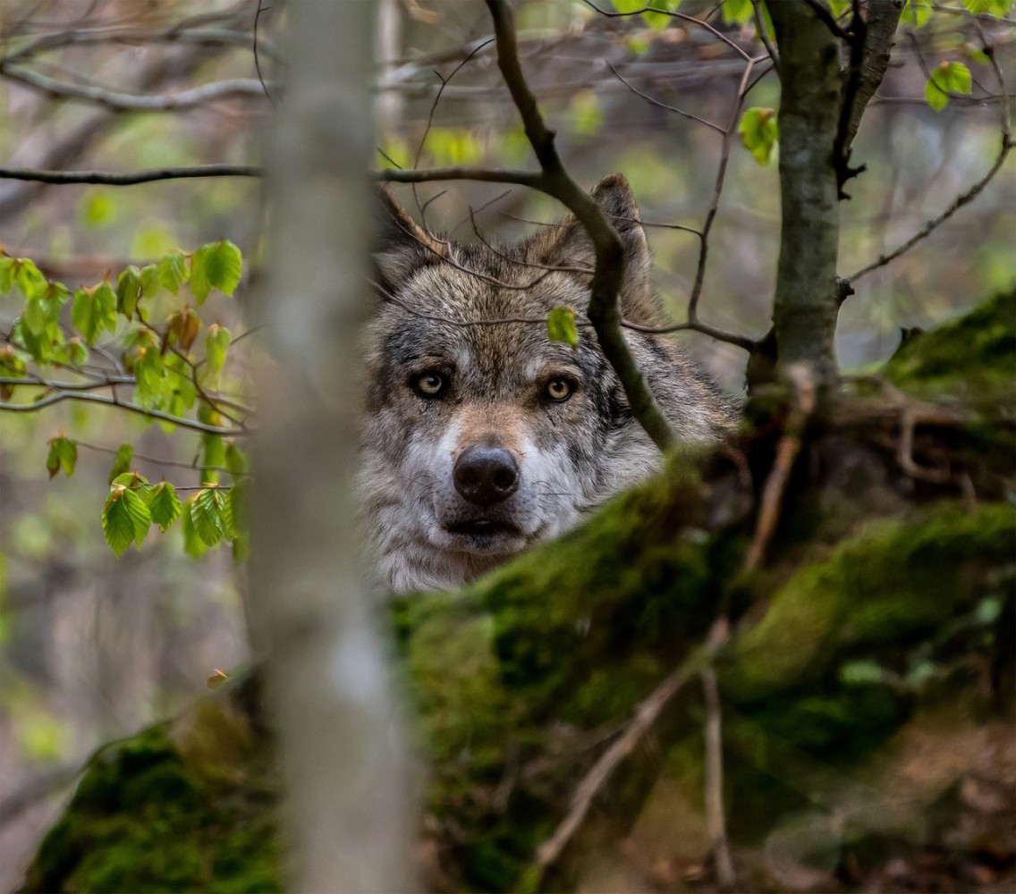 Wolf polariseert ook in Duitsland