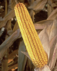 Genetisch gemanipuleerde maïs van Monsanto. Afbeelding: Monsanto.com